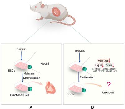 Baicalin regulates stem cells as a creative point in the treatment of climacteric syndrome